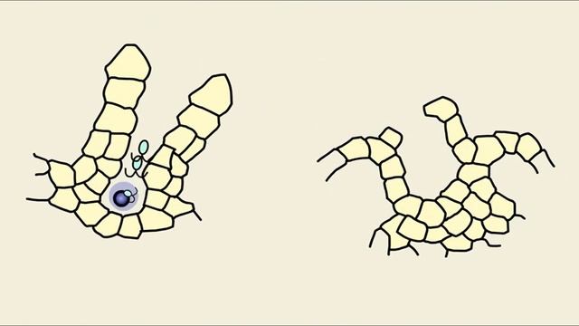 Інтелект України, біологія, частина VІ, урок 6, завд. 2