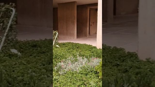Крассула и прочие сикуленты возле дома