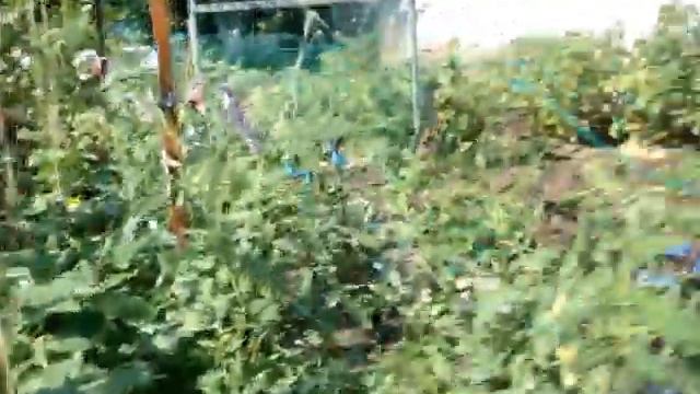 Огурцы в теплой грядке