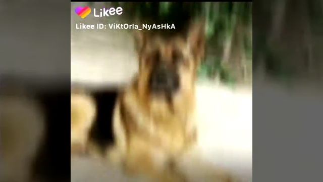 Кто помнет Мухтара?