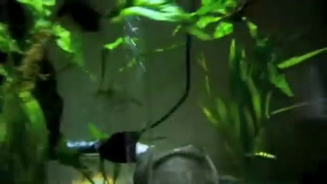 Electric Blue Ram in a bi-orb wi Curtis