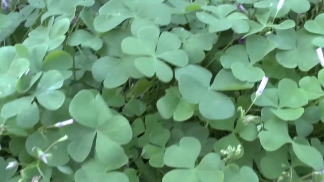 Oxalis articulata - grow & care