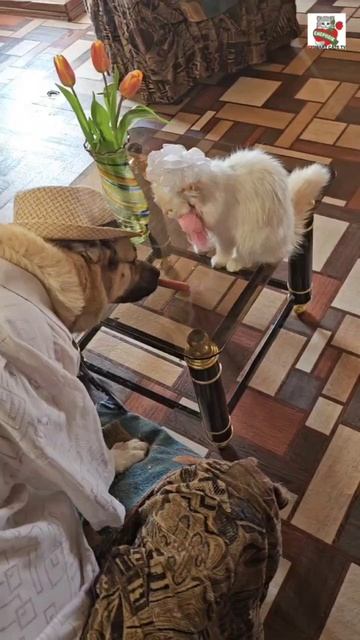 Баксик принарядился и пришёл поздравить Настюню с 8 Марта 🌞🐶❤️🌷😻