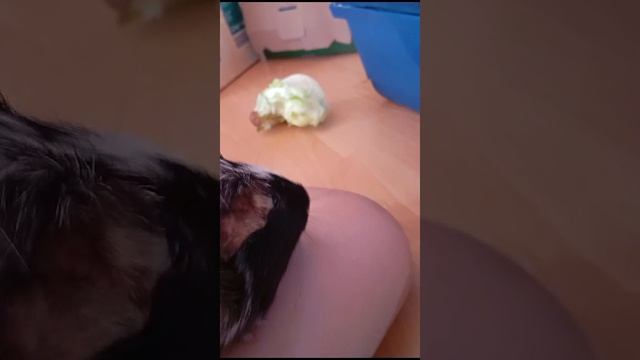 Meerschweinchen tanzt
