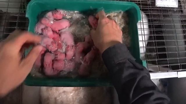 А ВЫ ВЫКАРМЛИВАЕТЕ КРОЛЬЧАТ?