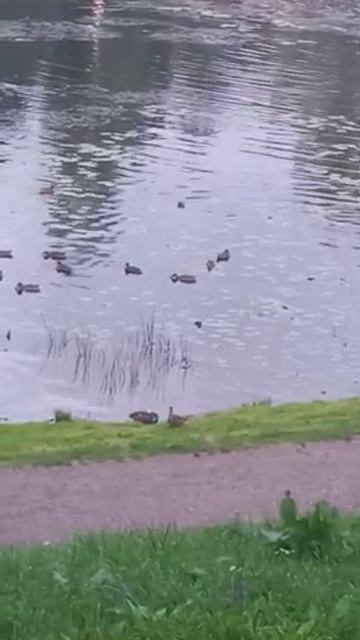 Утка идёт под музыку. Музыка на воде