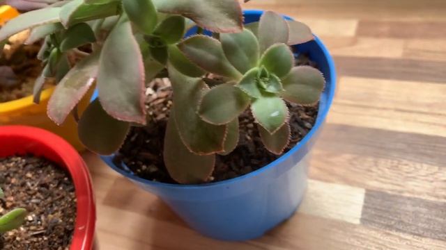 Suculenta Aeonium - Minha Pequena Coleção