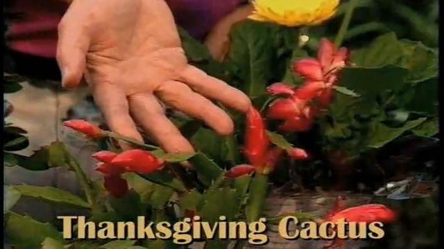 Flowering Plants for your Thanksgiving Parties