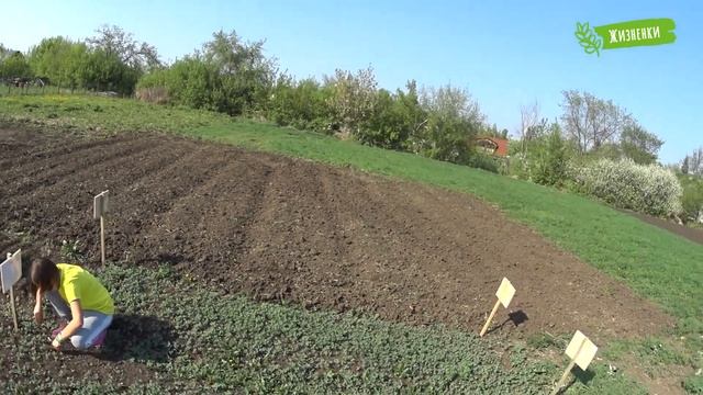 Вести с полей «Жизненки» – семейный подряд