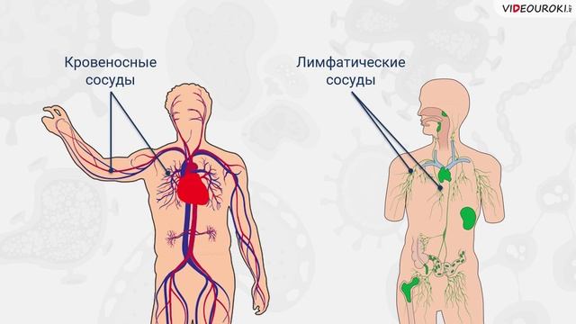 39. Строение сердца и его работа. Кров-я и дыхат-я системы