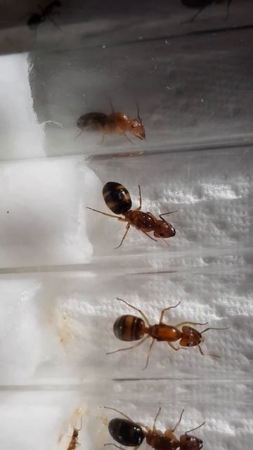 Camponotus maculatus subnudus | 2022