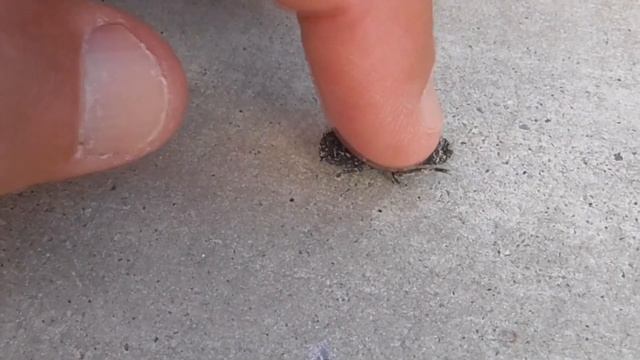 Ironclad Beetle Phloeodes diabolicus in Orange County, CA