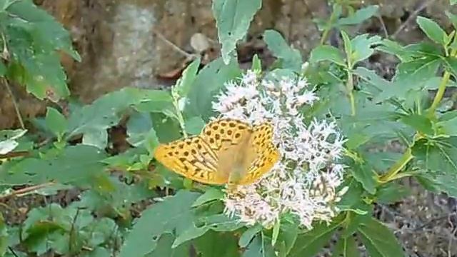 mariposa nacarada 2 11agos2015