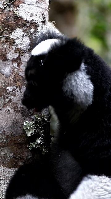 Babakoto: The Largest Living Lemur in Madagascar!#shorts