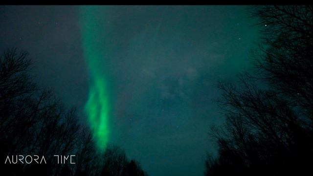 petal_20250227_084605.mp4