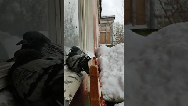Голуби на балконе зимой