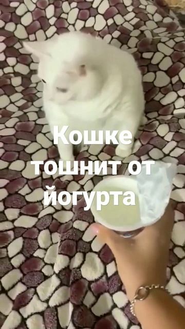 Кошке тошнит от йогурта #кошки