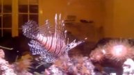 Pterois Volitans - Rascasse