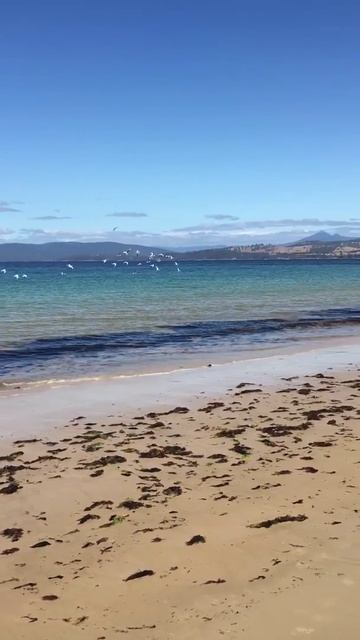Seagulls in Tasmania