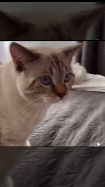 Как коты на самом деле воспринимают людей