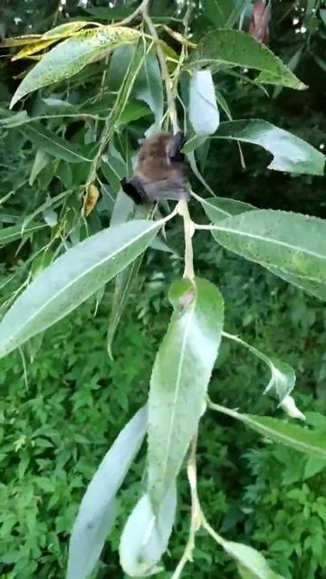 Детенышь летучей мышки.