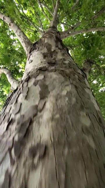 🌿Растёт Огромный Клен Остролист | Пение Птиц в Саду. Релакс #birds #relax #forest #парк #природа