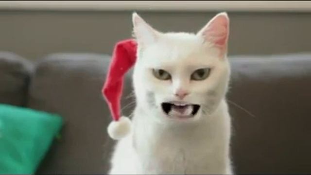 catty cat