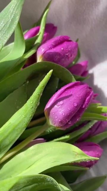 VID_20250308_024022_056