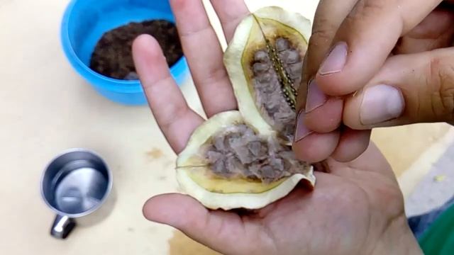 ¿Cómo sembrar un árbol de Jacaranda? Cultivo de la jacaranda...