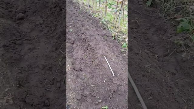 грядка для виктории осенью