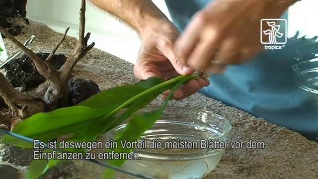 Tips und Tricks zur Handhabung der Pflanzen im Aquarium