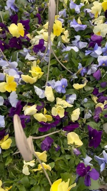 Beautiful Flowers