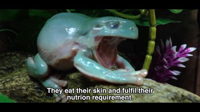 This Is Why Frogs Are Amazing Creatures | Anuj Ramatri - An EcoFreak