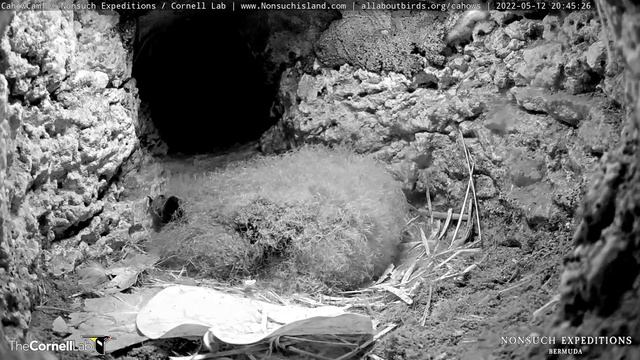 Endangered Bermuda Petrels Live! CahowCam Burrow 1 | Nonsuch Expeditions | Cornell Lab