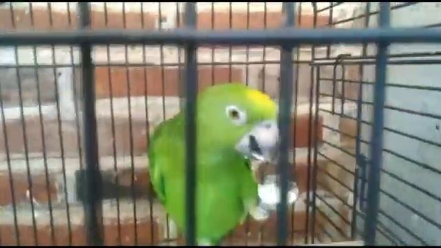 Амазон  2 года назад перед покупкой  у заводчика
