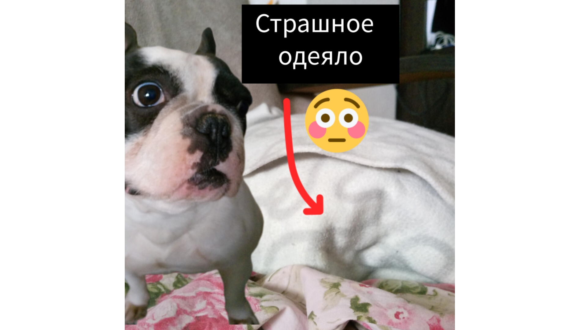 Мои четвероногие друзья (домашние животные) 1 серия