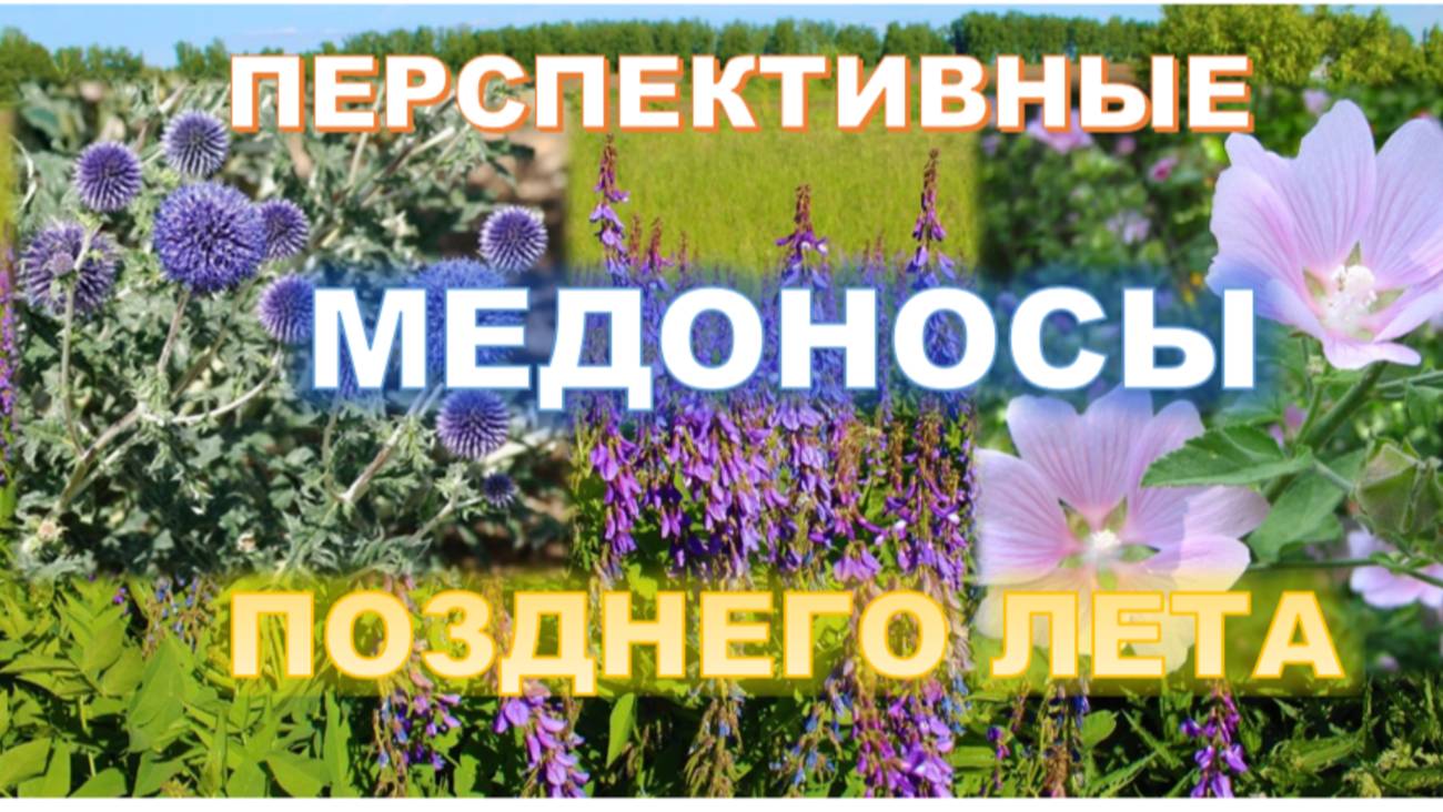 Как устранить безмедосборные периоды, чтобы содержание пасеки было рентабельным?