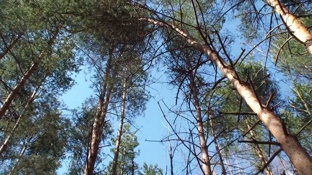 Весенний лес  Ярославль 28 04 16