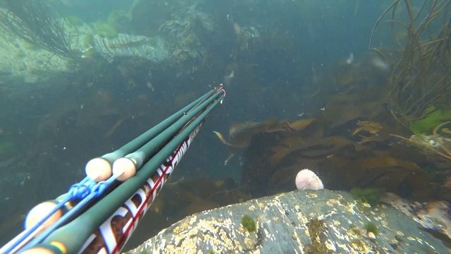 Go spearfishing / ПОДВОДНЫЙ МИР / ВСТРЕЧА С ДОГ- ФИШ
