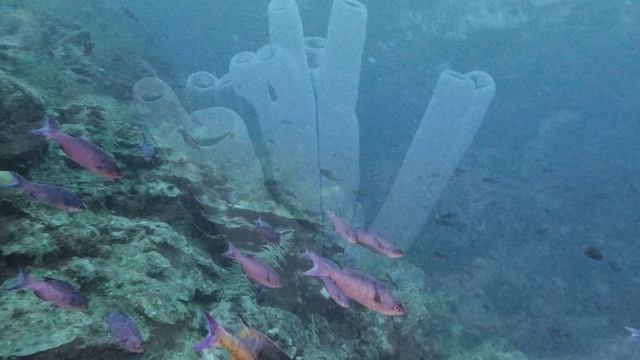 2021 West End Roatan