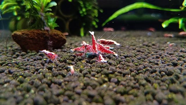 Креветки аквариумные Fishbone Red