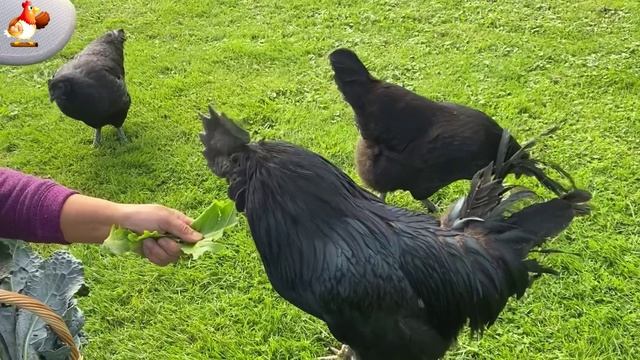 Идеальное птицеводство достойно восхищения 🐓🦆🦢🦚🦃🐔 эпизод (90)