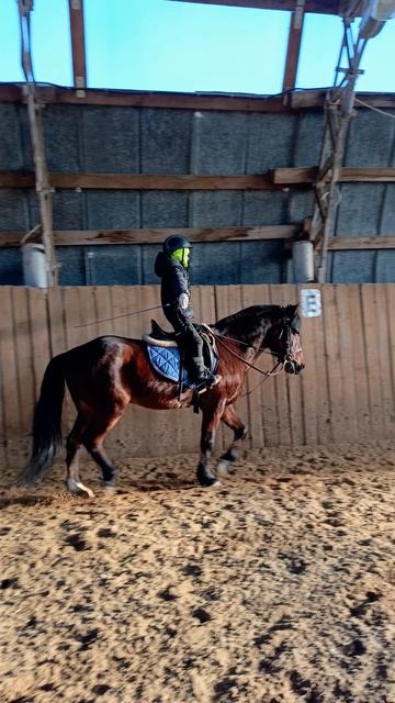 Аквилон и Лера, гимнастические упражнения на баланс. #horse #аквилон #ксккаспер #kskcasper
