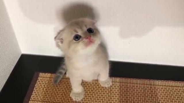 1000003002.mp4