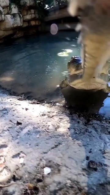 Гавиал — речной динозавр, прямой потомок древних пресмыкающихся. В том виде как он выглядит сейчас,