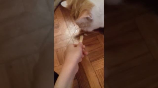 Мой кот ест картошку