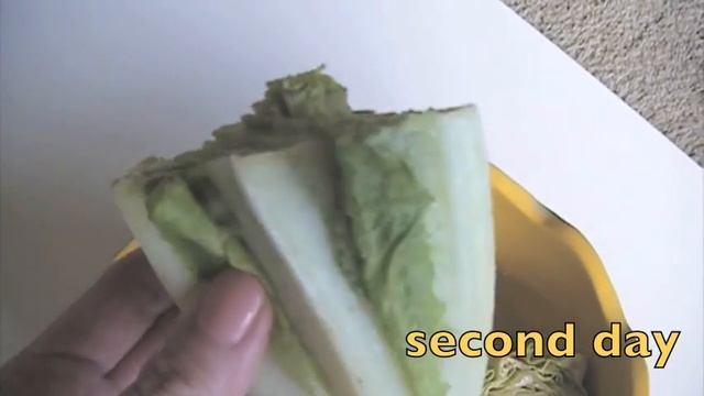 DIY Regrow your Salad in your Living Room in 5 DAYS!