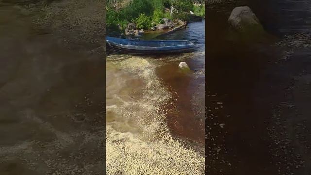 Пряжинское озеро.