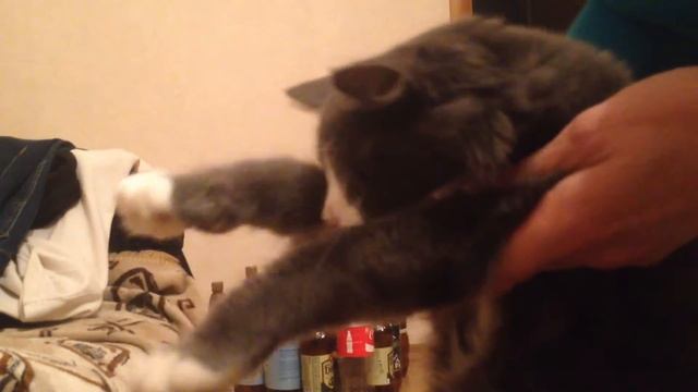 Боулинг с котом