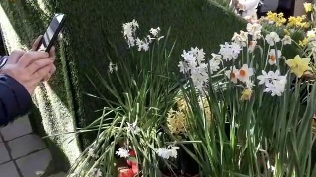 Выставка цветов "Репетиция весны. Загадочные сады Персии" в Аптекарском огороде МГУ.